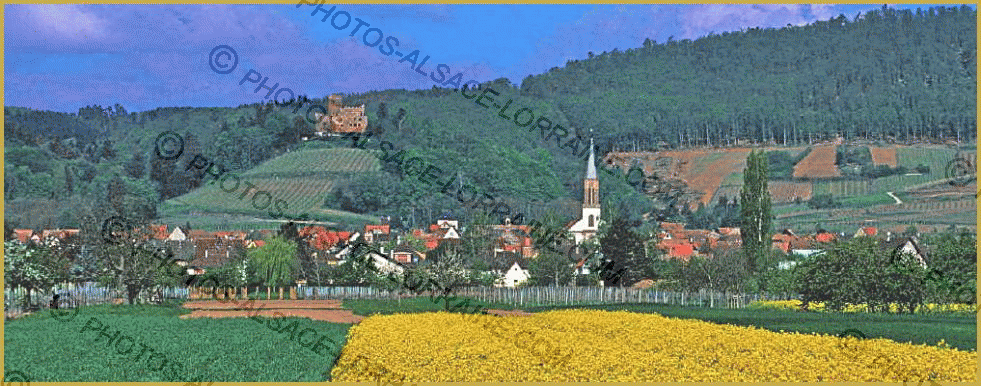 Photo panoramique du village de Kintzheim au printemps, avec son château perché sur les coteaux couverts de vignes, dans le département du Bas-Rhin en Alsace, la deuxième région touristique de France. Histoire et description de l