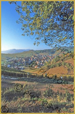 Photo au lever du jour du vignoble qui surplombe le beau village typiquement alsacien de Niedermorschwihr, au coeur de l