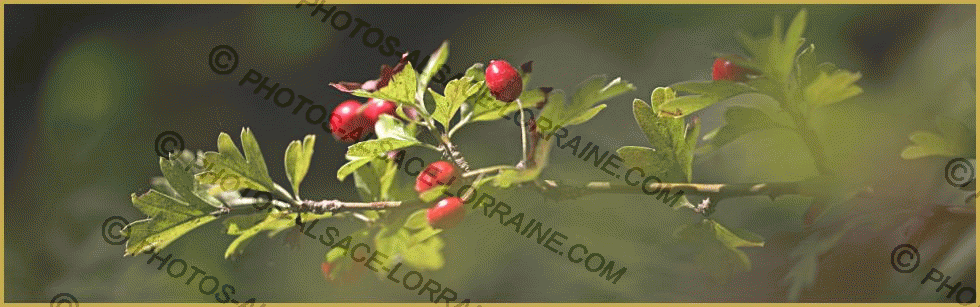  Photo panoramique des fruits  rouges  de l Aub pine 
