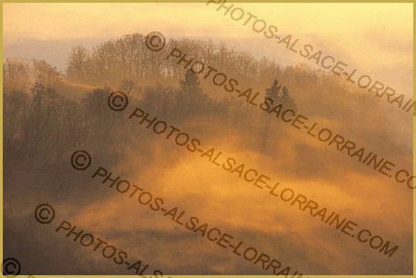 Photo de la forêt de Ribeauvillé plongée dans la brume au lever du jour, au-dessus de la cité médiévale, dans le Parc Naturel et Régional des Ballons des Vosges à la fin du mois de novembre. Description du massif des Vosges en Alsace.