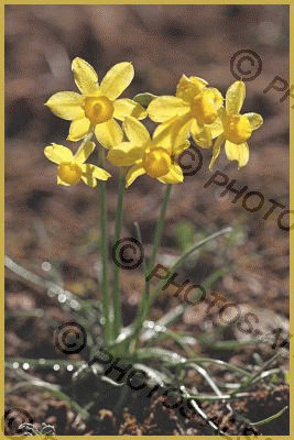 Photo au mois d'avril d'une touffe de Petites Jonquilles, Narcissus  jonquilla, dans la garrigue à Esparron-de-Verdon, au coeur de la Provence.  Description de la petite Narcisse.' par Yves Noto Campanella