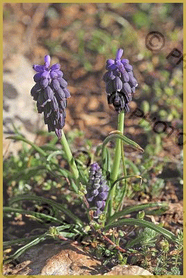 Photo au soleil couchant, des fleurs violettes en grappes, de Muscari  négligé ''Muscari neglectum'', dans la garrigue, au-dessus du lac  d'Esparron. Description du lac d'Esparon.' par Yves Noto Campanella