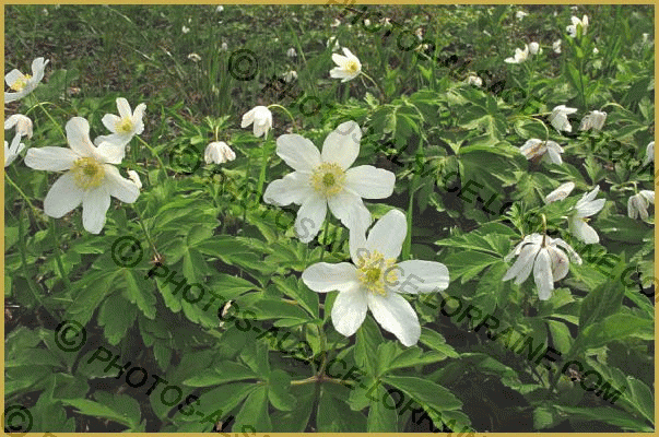 Photo au mois d'avril, des Anémones des bois en fleurs, Anemone nemorosa,  dans un sous-bois de la forêt du Rhin, à la Wantzenau, en Alsace.  Description de l'Anémone Sylvie.' par Yves Noto