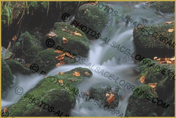 Photo du ruisseau de la Serva qui slalom entre les pierres moussues, dans le massif forestier du Champ du Feu en automne, sur la commune du Neuviller-la-Roche en Alsace. Histoire et description de l