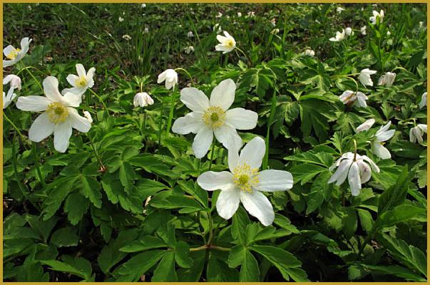 Photos de Anemone nemorosa, Photos de l'Anémone Sylvie, Anemone nemorosa,  Anémone Sylvie, Ranunculacea, Renonculacées, Photos des fleurs et plantes  d'Europe, Nature