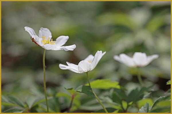 Photos de Anemone nemorosa, Photos de l'Anémone Sylvie, Anemone nemorosa,  Anémone Sylvie, Ranunculacea, Renonculacées, Photos des fleurs et plantes  d'Europe, Nature