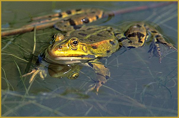 La grenouille verte