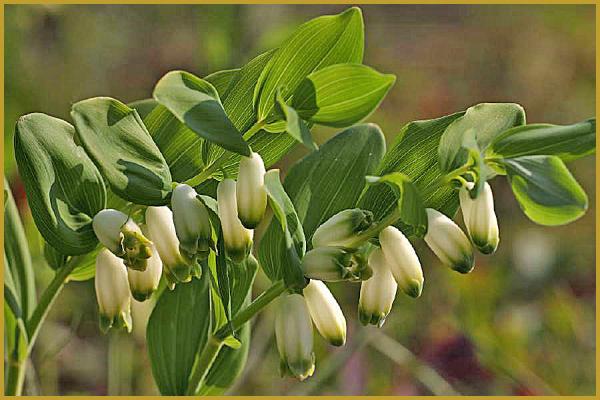 Photo des fleurs de Sceau de Salomon officinale 