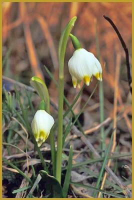 Photo des fleurs blanches et jaune orangé de Nivéole de printemps 