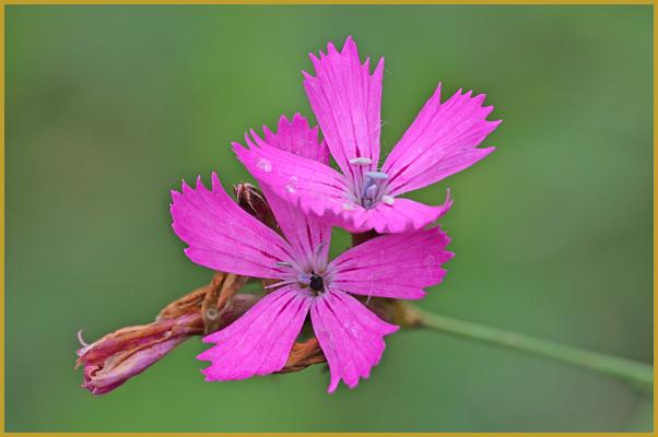 Photo des belles fleurs roses d