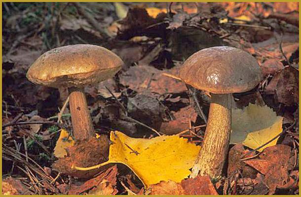 Photo de deux Bolets rudes ''Leccinum scabrum'', au pied d'un bouleau, dans le Parc Naturel et Régional des Vosges du Nord à la fin du mois d'octobre. Histoire et description du Parc Naturel Régional des Vosges du Nord.