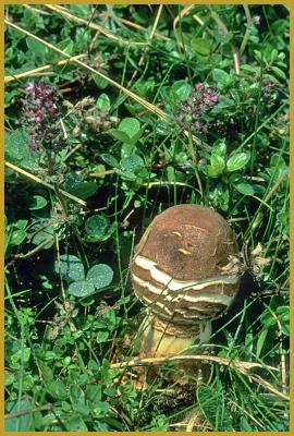 Photo d'une jeune Amanite panthère ''Amanita pantherina'', dans une clairière qui borde une hêtraie, au coeur de la forêt sainte et indivise de Haguenau au mois de septembre. Histoire et description de la forêt de Haguenau.