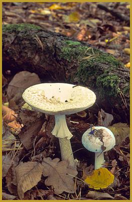 Photo de deux Amanites citrines ''Amanita citrina'', avec leurs pieds jaunâtres à anneau ample et pendant, leurs chapeaux jaune citron pâle couvert de fragments brunâtres, dans la forêt de Haguenau en automne. Histoire de la forêt de Haguenau.