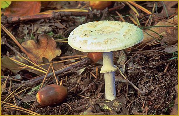 Photo d'une Amanite citine ''Amanita citrina'' dans une forêt mixte, avec au sol, des glands et des feuilles de chêne, avec des aiguilles de pin, dans la forêt de Haguenau en automne. Description de la forêt de Haguenau.