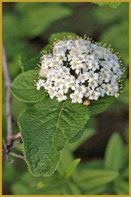 Photo des feuilles dentées vertes et des fleurs blanchâtres en fausse ombelle d