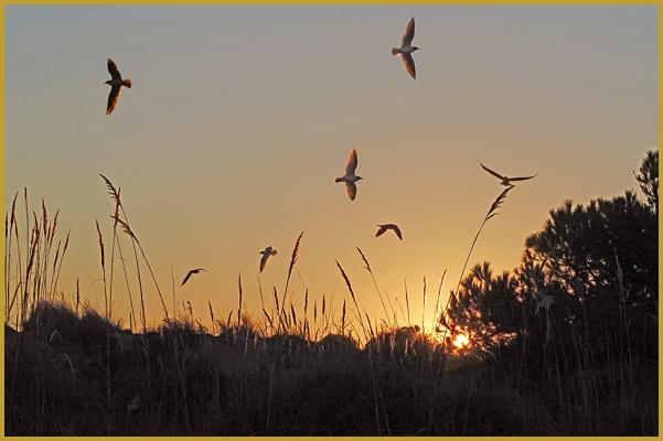 Vol de Mouettes rieuses à l'Espiguette ''Chroicocephalus ridibundus'', dans les derniers rayons flamboyants du soleil couchant, au Grau-du Roi à la fin du mois d'octobre, en Petite Camargue, dans le département du Gard, en région Occitanie.