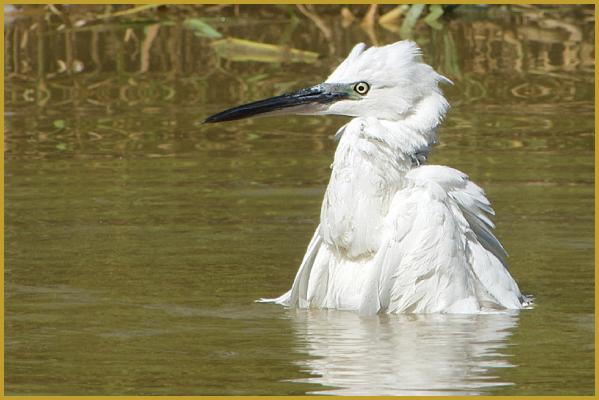 Photo d'une Aigrette garzette qui prend son bain au coeur de l'été ''Egretta garzetta'', dans un marécage de la Réserve Ornithologique du Teich, à l'Est du bassin d'Arcachon, dans le département de la Gironde, en région Nouvelle-Aquitaine.