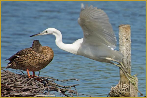 Photo d'une Aigrette garzette qui prend son envol ''Egretta garzetta'', au-dessus d'un Canard colvert femelle ''Anas platyrhynchos'', dans un marécage de la Réserve Ornithologique du Teich au mois de juillet. Description du Canard colvert.