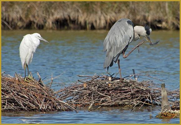 Photo d'une Aigrette garzette ''Egretta garzetta'' et un Héron cendré ''Ardea cinerea'', dans un marécage de la Réserve Ornithologique du Teich, sur le Bassin d'Arcachon à la fin du mois de juillet. Description du Héron cendré.