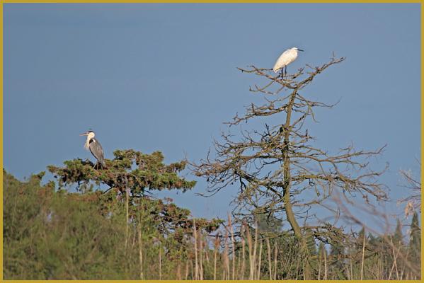 Photo d'une Aigrette garzette ''Egretta garzetta'' au sommet d'un arbre mort, et un Héron cendré ''Ardea cinerea'' sur un Pin pignon ''Pinus pinea L.'', à Aigues-Mortes au début du mois d'août, dans la Camargue gardoise. Description du Pin pignon.