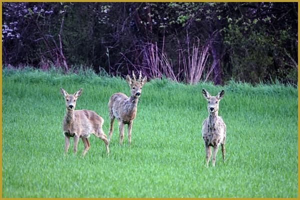 Photo de trois Chevreuils au crépuscule ''Capreolus capreolus'', dans une prairie du Ried brun, au nord du quartier de la Robertsau, à Strasbourg au début du mois de mars. Description du Chevreuil.