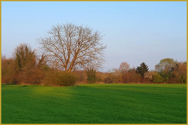 Photo du Ried brun au soleil couchant, au bord de l'Ill, au nord-ouest du quartier de la Robertsau, à Strasbourg au mois de mars. Histoire et description du quartier de la Robertsau.