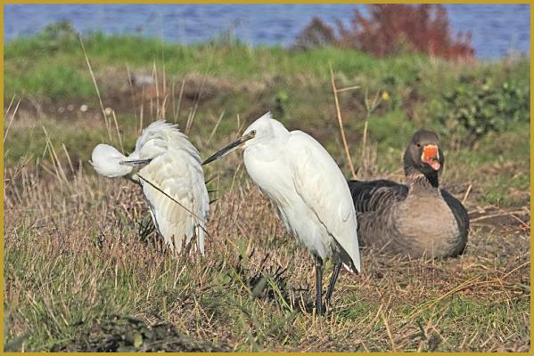 Photo de deux Aigrettes garzettes 