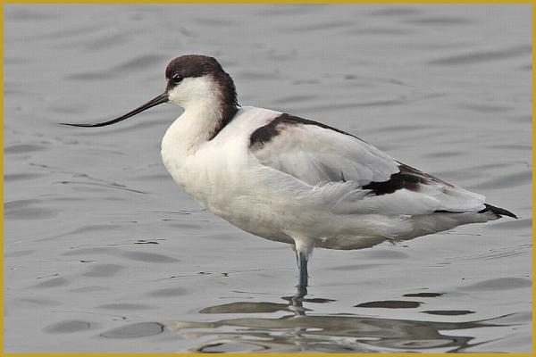 Photo d'une Avocette élégante dans un étang du Bassin d'Arcachon ''Recurvirostra avosetta'', avec son plumage blanc et noir et son bec fin recourbé vers le haut, dans la Réserve Ornithologique du Teich au mois d'octobre.