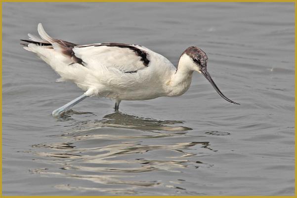 Photo d'une Avocette élégante en chasse ''Recurvirostra avosetta'', au bord d'un étang de la Réserve Ornithologique du Teich, sur le Bassin d'Arcachon au début de l'automne, dans le département de la Gironde, en région Nouvelle-Aquitaine.
