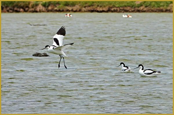 Photo de trois Avocettes élégantes ''Recurvirostra avosetta'', une en vol au-dessus d'un étang, avec en fond, deux Tadorne de Belon ''Tadorna tadorna'', dans la Réserve Ornithologique du Teich à la fin du mois de mai.
