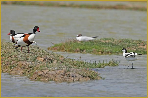 Photo d'une Avocette élégante ''Recurvirostra avosetta'' et deux Tadornes de Belon ''Tadorna tadorna'', avec en fond, une Mouette rieuse sur son nid ''Chroicocephalus ridibundus'', dans la Réserve Ornithologique du Teich au mois de mai.