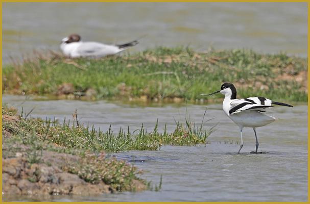 Photo d'une Avocette élégante ''Recurvirostra avosetta'' au bord d'un étang, avec en fond, une Mouette rieuse sur son nid ''Chroicocephalus ridibundus'', dans la Réserve Ornithologique du Teich au printemps. Description de la Mouette rieuse.