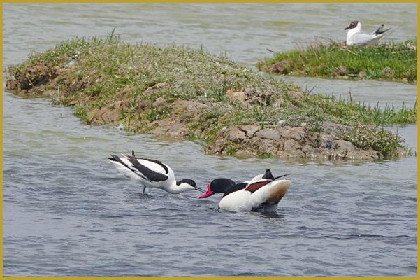 Photo d'une Avocette élégante ''Recurvirostra avosetta'' et d'un Tadorne de Belon ''Tadorna tadorna'' qui se chamaille, avec en fond, une Mouette rieuse sur son nid ''Chroicocephalus ridibundus'', dans la Réserve Ornithologique du Teich au printemps.