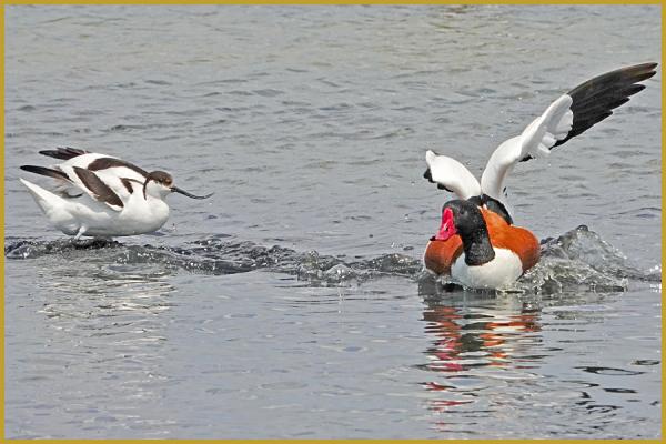 Photo de deux Avocettes élégantes ''Recurvirostra avosetta'' qui se chamaille avec un Tadorne de Belon ''Tadorna tadorna'' qui se rapproche trop près de leur nid, dans la Réserve Ornithologique du Teich à la fin du mois de mai.
