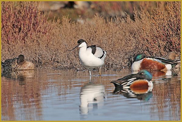 Photo de trois Tadornes de Belon 