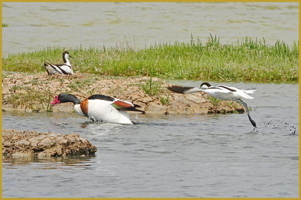 Photo d'une Avocette élégante ''Recurvirostra avosetta'' qui poursuit en vol une Tadorne de Belon ''Tadorna tadorna'', avec la femelle de l'Avocette qui couve ses oeufs sur le nid. Description de la Tadorne de Belon.