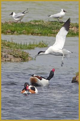 Photo d'une Avocette élégante ''Recurvirostra avosetta'' qui se chamaille avec deux Tadornes de Belon ''Tadorna tadorna'', et en fond, deux Mouettes rieuses ''Chroicocephalus ridibundus'', dans la Réserve Ornithologique du Teich au mois de mai.