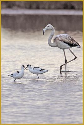 Photo de deux Avocettes élégantes ''Recurvirostra avosetta'' et d'un Flamant rose immature ''Phoenicopterus roseus'', dans un étang du Parc Ornithologique du Pont de Gau à la fin du mois de janvier. Description du Flamant rose.