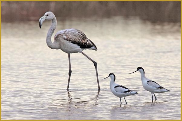 Photo de deux Avocettes élégantes ''Recurvirostra avosetta'' et d'un Flamant rose immature ''Phoenicopterus roseus'', dans un étang de Camargue au crépuscule, dans le Parc Ornithologique du Pont de Gau. Description du Flamant rose.