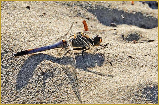 Photo d'un Orthétrum réticulé mâle ''Orthetrum cancellatum'', sur le sable chaud de la plage de l'Espiguette, au Grau-du-Roi au début du mois de mai, en Camargue Gardoise, dans le département du Gard, en région Occitanie.