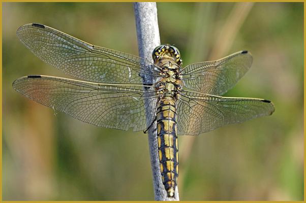 Photo d'un Orthétrum réticulé femelle ''Orthetrum cancellatum'', sur une tige de roseau, à la pointe de l'Espiguette au début du mois de mai, entre la Mer Méditerranée et des étangs; un site naturel classé caractéristique de la Camargue.