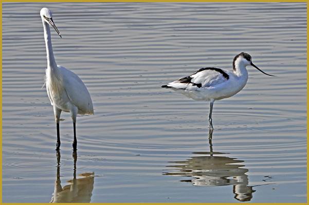Photo d'une Avocette élégante ''Recurvirostra avosetta'' et d'une Aigrette garzette ''Egretta garzetta'', dans les eaux peu profondes d'un étang du Parc Ornithologique du Pont de Gau au mois d'octobre. Description de l'Aigrette garzette.