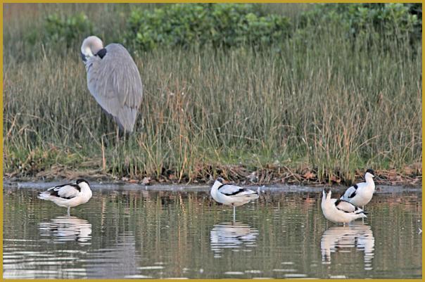 Photo de quatre Avocettes élégantes ''Recurvirostra avosetta'' et d'un Héron cendré ''Ardea cinerea'', au bord d'un étang, dans la Réserve Ornithologique du Teich au début du mois de novembre. Description du Héron cendré.