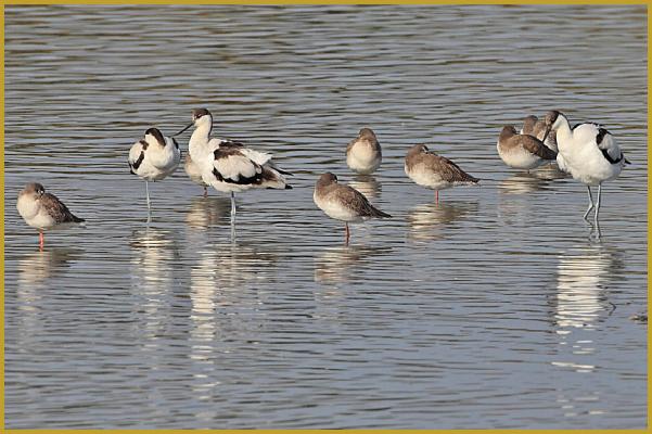 Photo de trois Avocettes élégantes ''Recurvirostra avosetta'' et d'un groupe de Chevaliers arlequins ''Tringa erythropus'', dans un étang de la Réserve Ornithologique du Teich au début du mois d'octobre. Description du Chevalier arlequin.