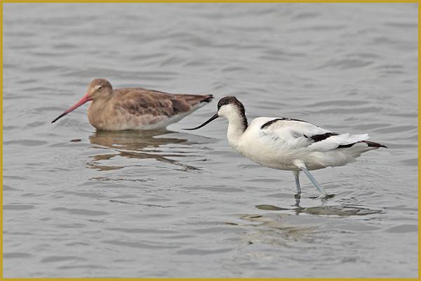 Photo d'une Avocette élégante ''Recurvirostra avosetta'' et d'une Barge à queue noire ''Limosa limosa'', dans un étang de la Réserve Ornithologique du Teich au début du mois d'octobre. Description de la Barge à queue noire.