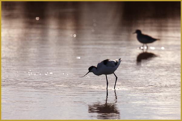 Photo à contre-jour d'une Avocette élégante au soleil couchant ''Recurvirostra avosetta'', avec en fond, un Pluvier argenté ''Pluvialis squatarola'', dans un marais du Parc Ornithologique du Pont de Gau. Description du Pluvier argenté.