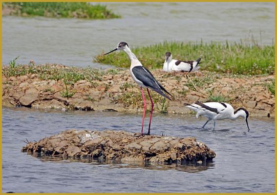 Photo d'une Échasse blanche ''Himantopus himantopus'' et de deux Avocettes élégantes ''Recurvirostra avosetta'', avec une qui couve ses oeufs, dans un étang de la Réserve Ornithologique du Teich au mois de mai. Description de l'Échasse blanche.