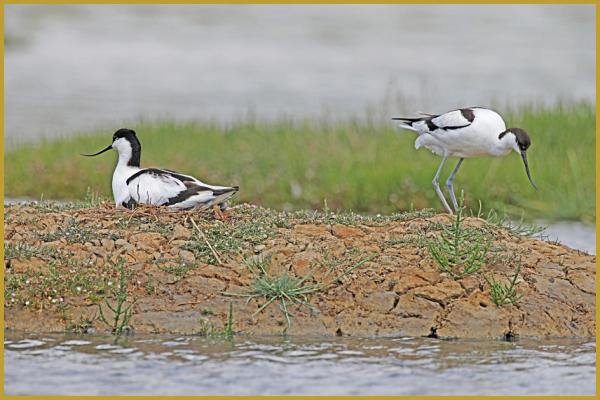 Photo d'un couple d'Avocettes élégantes nicheuses ''Recurvirostra avosetta'', sur un îlot, dans un étang de la Réserve Ornithologique du Teich au printemps; les 3 à 4 oeufs sont couvés par les deux parents alternativement.