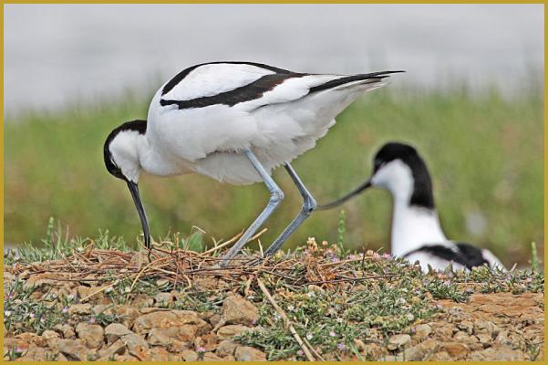 Photo d'une Avocette élégante ''Recurvirostra avosetta'' qui replace ses oeufs avant de les couvés, le nid fait sur un îlot caillouteux est garnie de brindilles et de végétaux morts, dans la Réserve Ornithologique du Teich à la mi-mai.