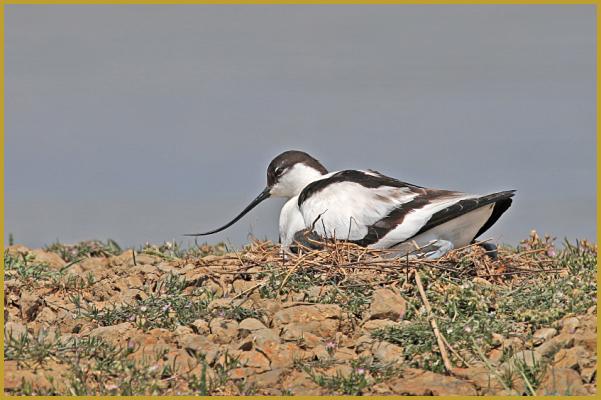 Photo d'une Avocette élégante qui couve ses oeufs ''Recurvirostra avosetta'', dans la Réserve Ornithologique du Teich au mois de mai; la couvée de la ponte annuelle est assurée par le couple durant 23 à 25 jours.
